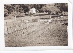 Patos garden 1953